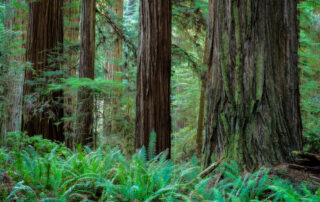 A grove of giant redwood trees in Redwood National Park