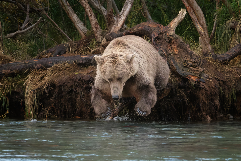 Bear Jump