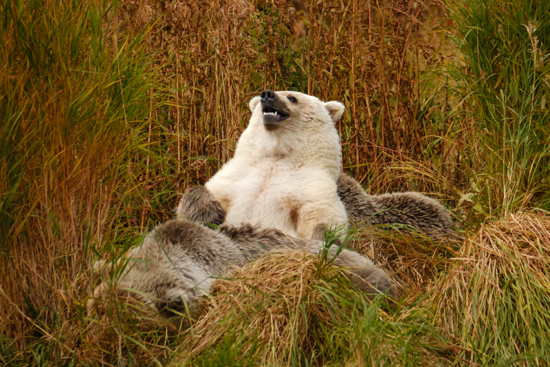 Bear O Lounger