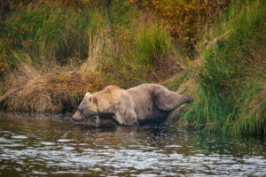 grizzly bear entering the water in Alaska