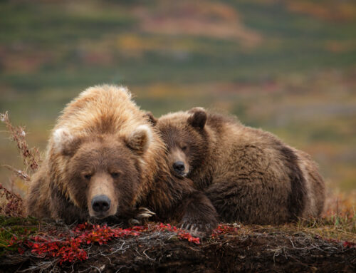 Alaska Workshop Diary