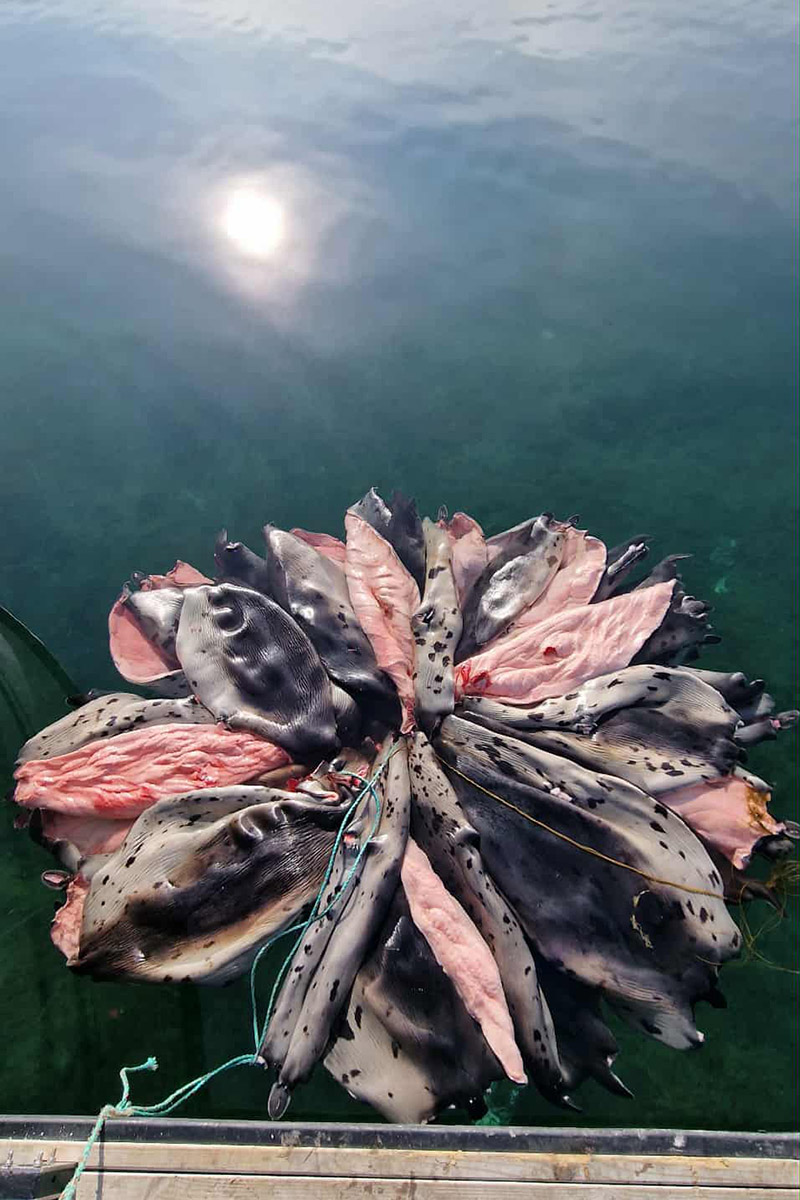 Seal skins