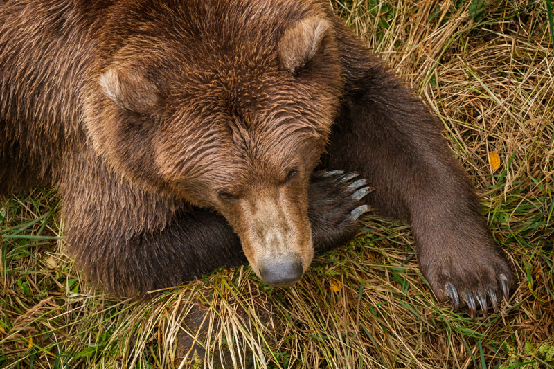 Sleepy Bear Claws