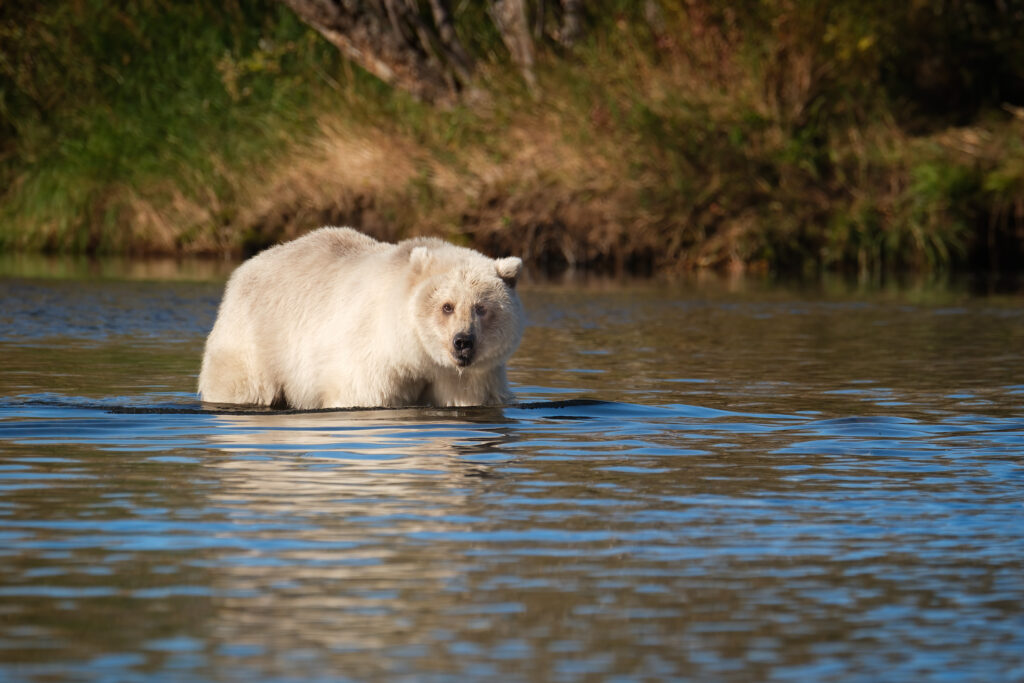grizzly bear standing in water in Alaska
