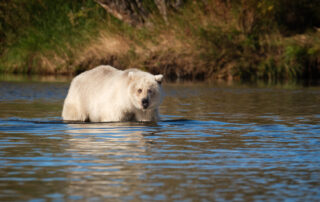 grizzly bear standing in water in Alaska