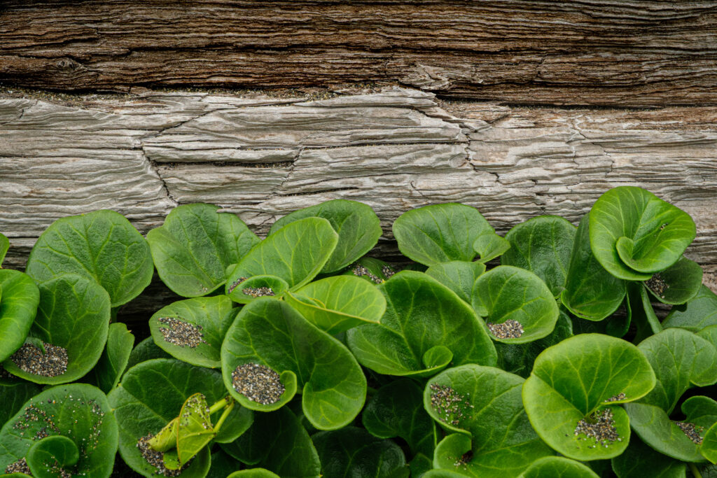 plants and driftwood on a beach in Northern California
