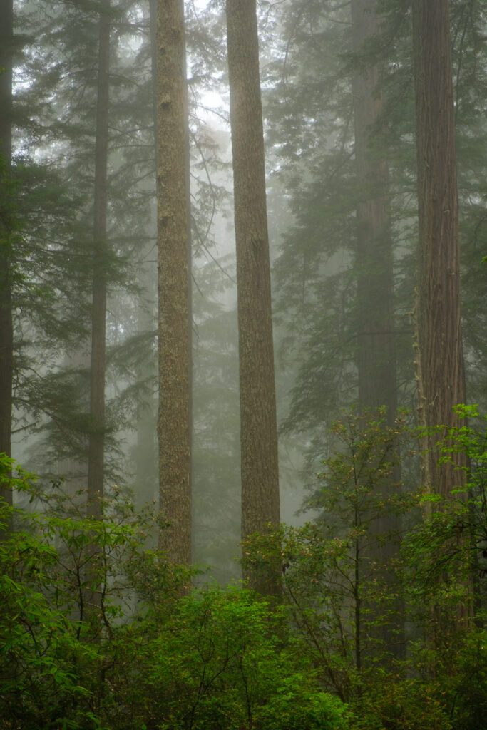 Foggy redwood trees