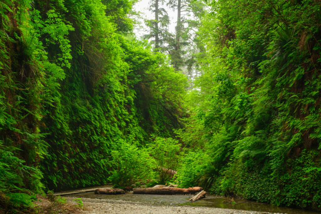 Fern Canyon in Redwood National Park