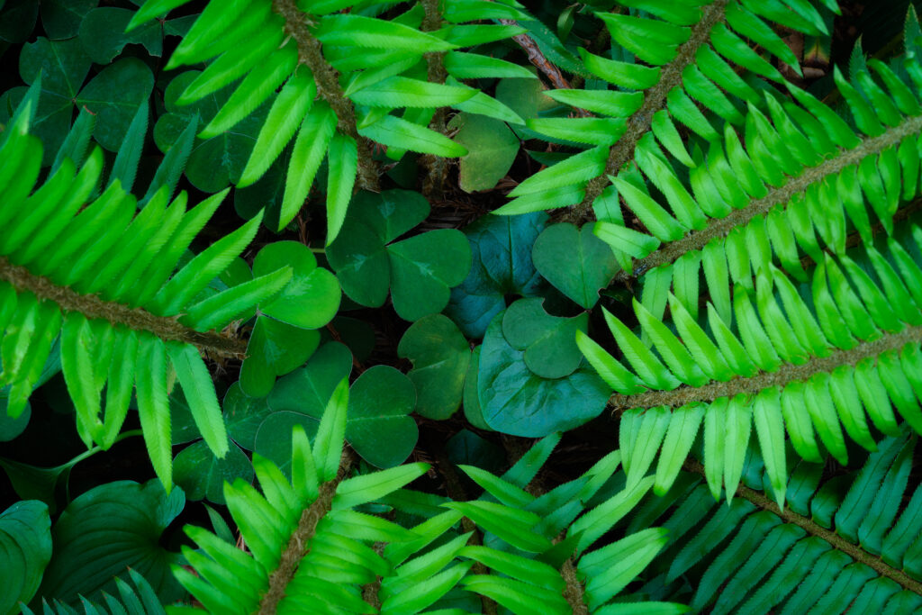 Ferns and clover in the Redwood National Park