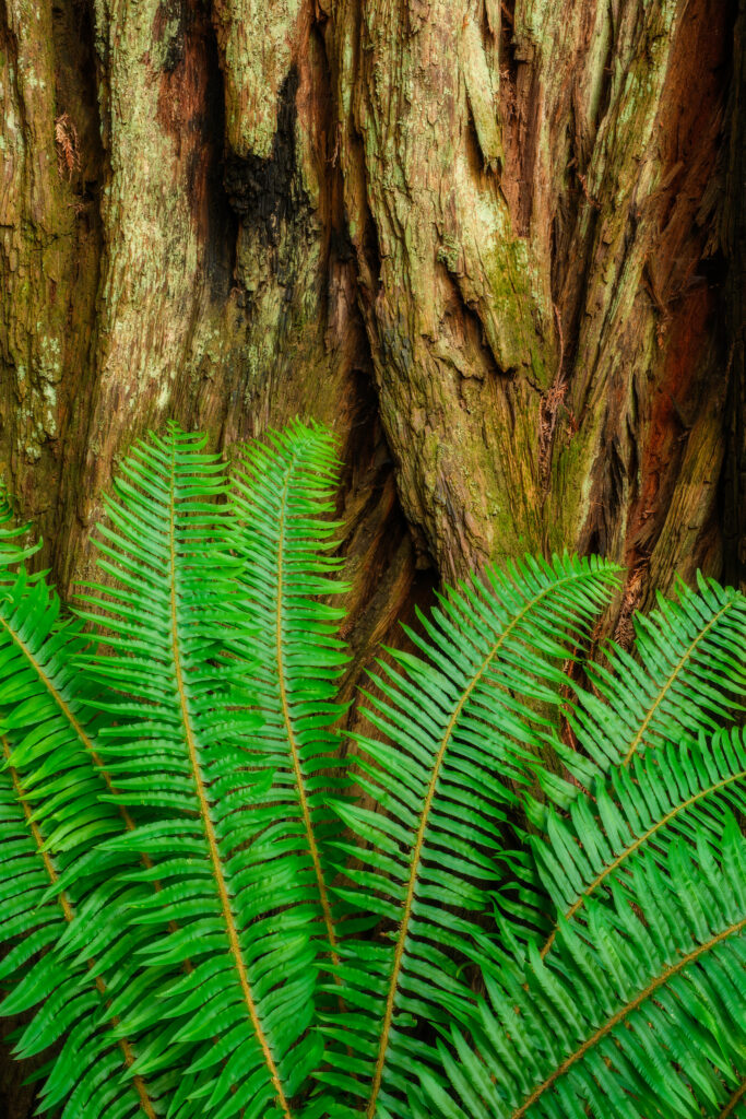 Ferns and redwood trees