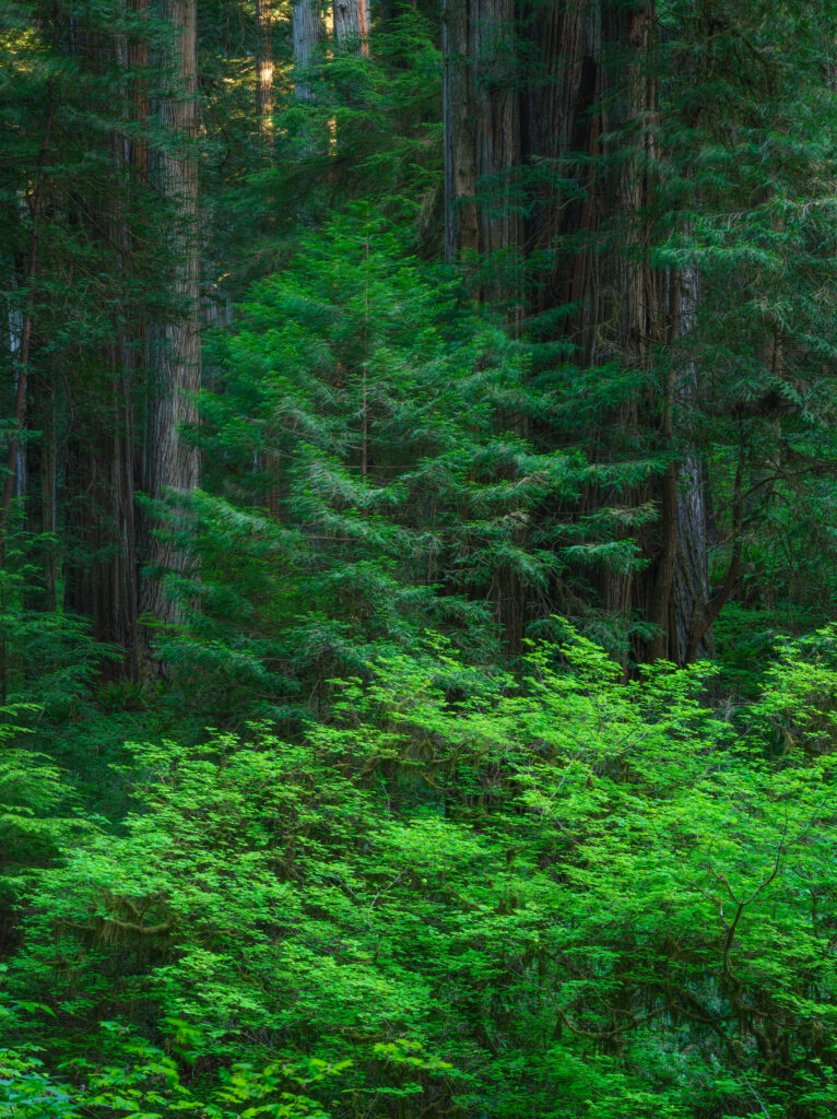 Redwood forest