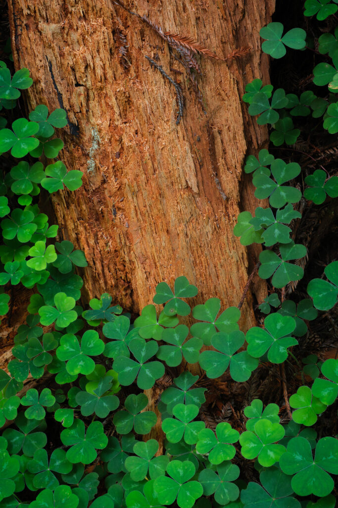 clover and a piece of redwood bark in the forest