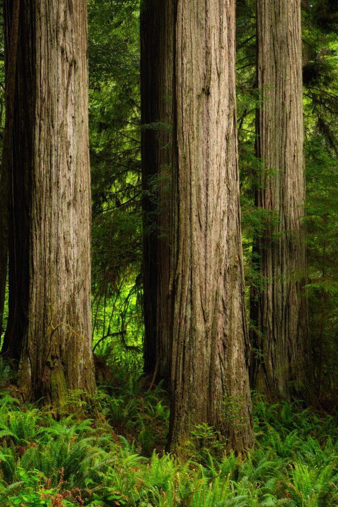A group of Redwood trees