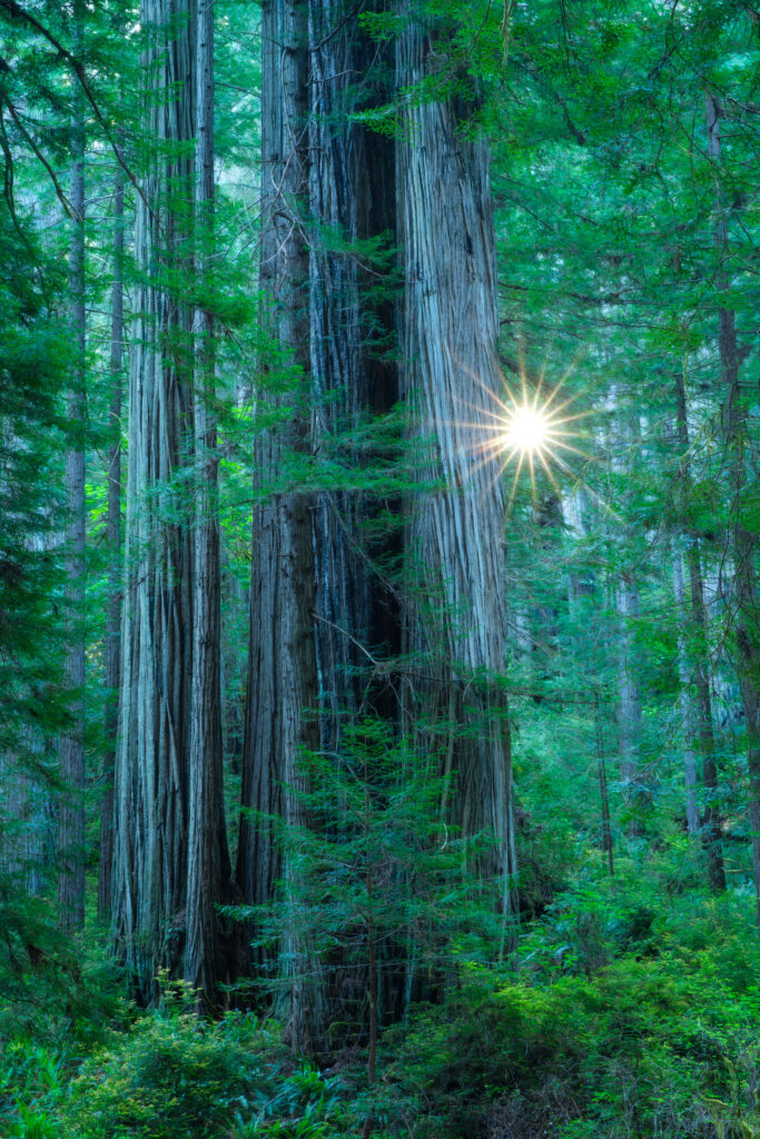 A sunstar in the Redwood forest