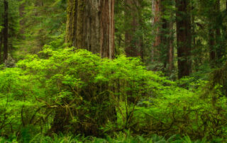 lush green trees in the redwood forest