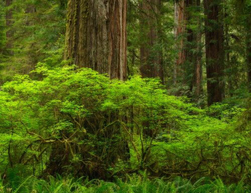 Redwoods National Park
