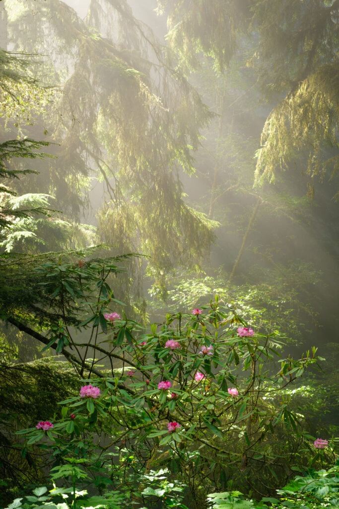 Rhododendrons and fog in the redwood forest