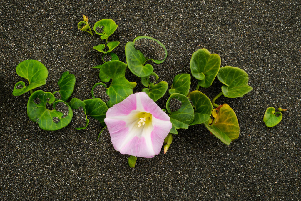 Flowers growing in the sand in Northern California