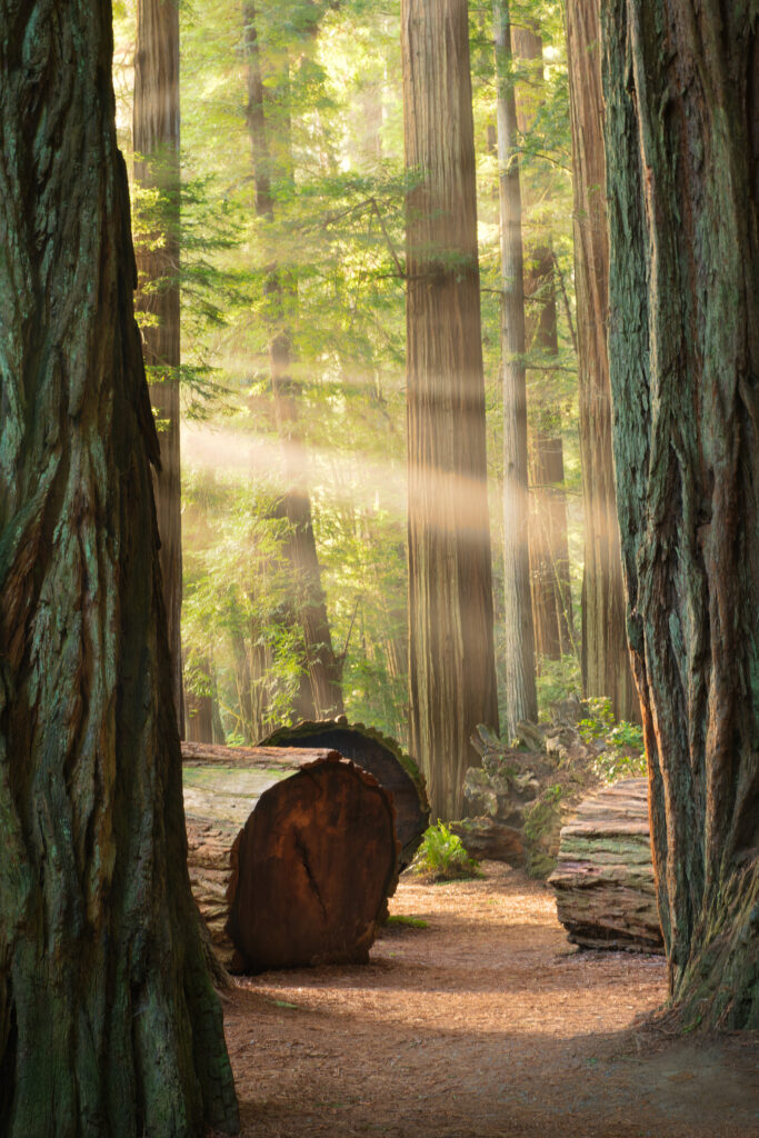 sun beams through the redwood trees