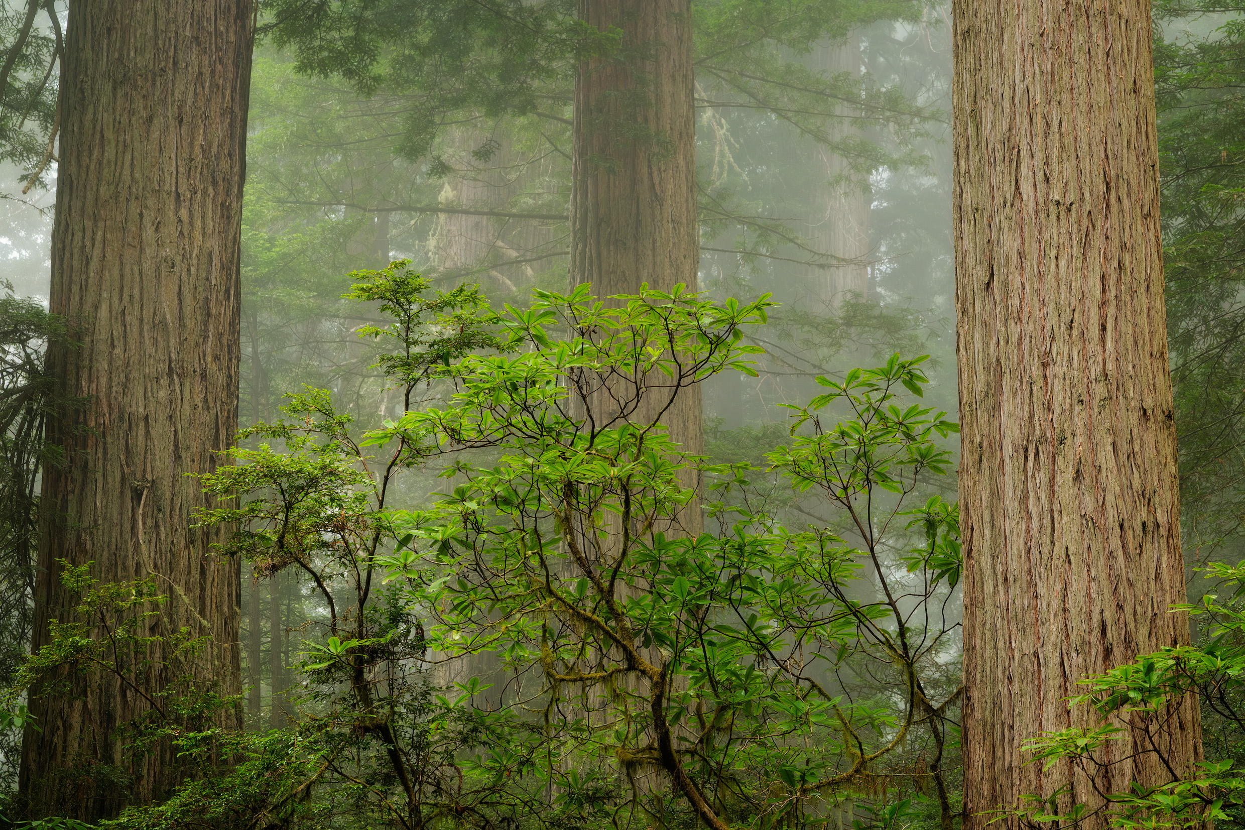 Trees and fog in Redwoods National Park
