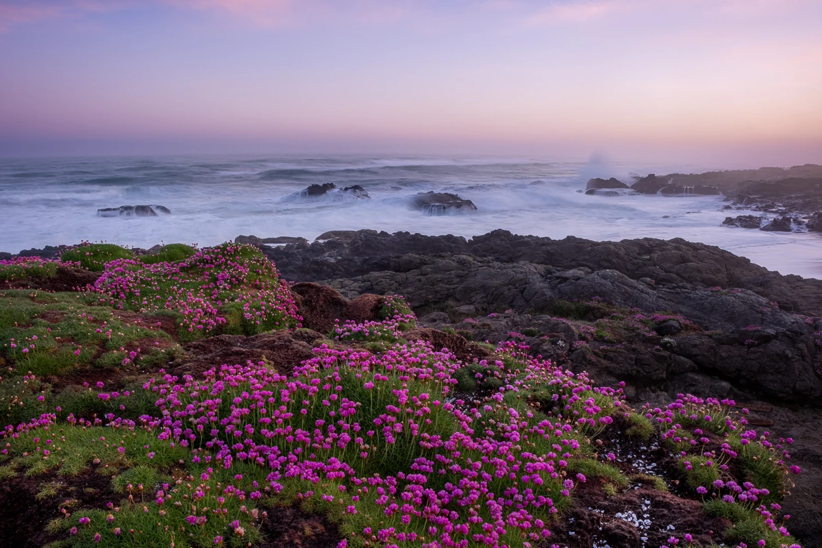 Coastal Flower Sunrise Pink flowers along the shore during sunrise in Yachats
