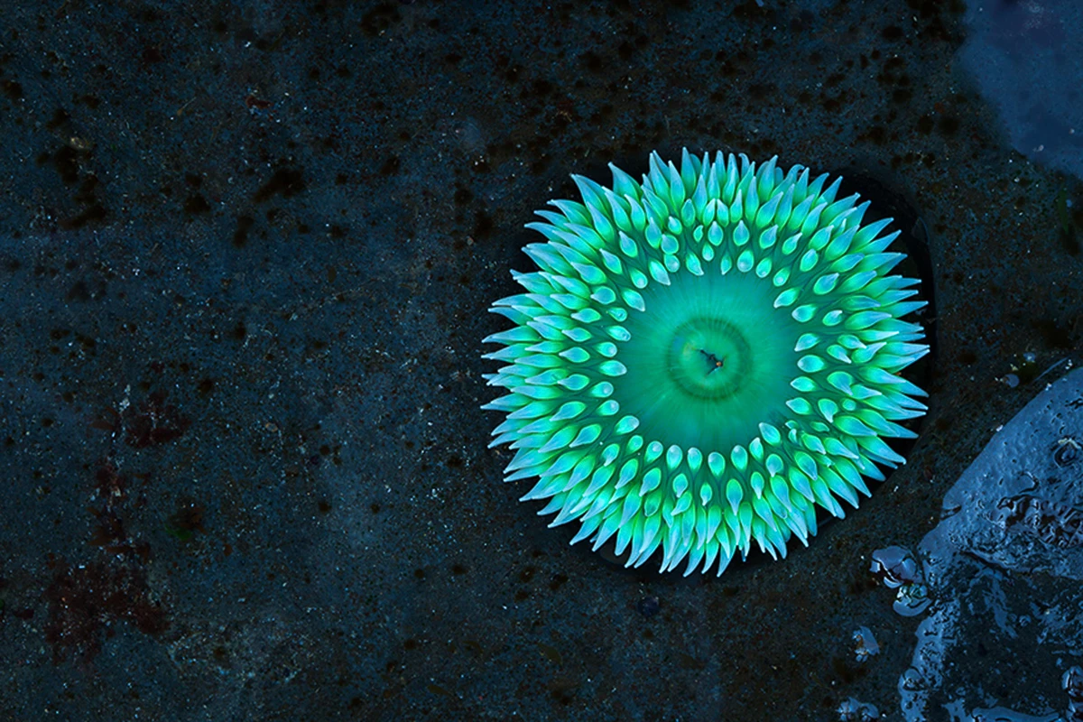 One v2 copy Anemone in a tide pool near Yachats Oregon
