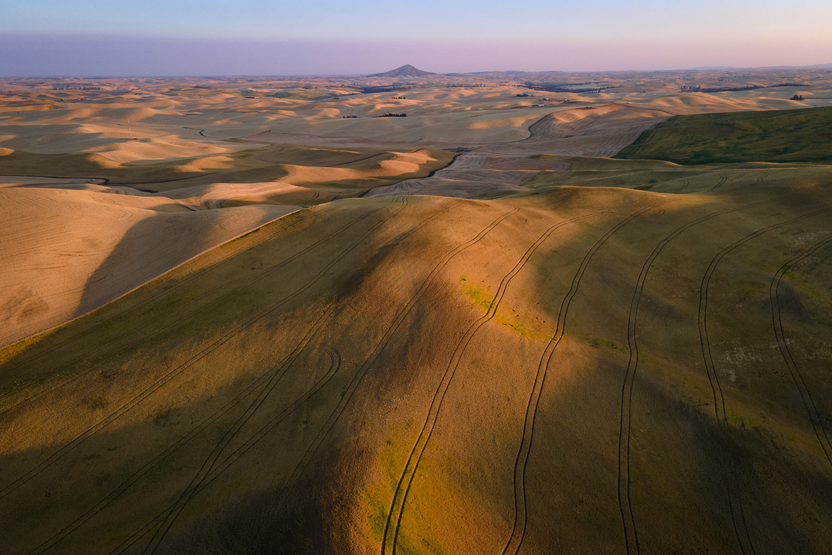 Sunrise light across wheat fields in Washington