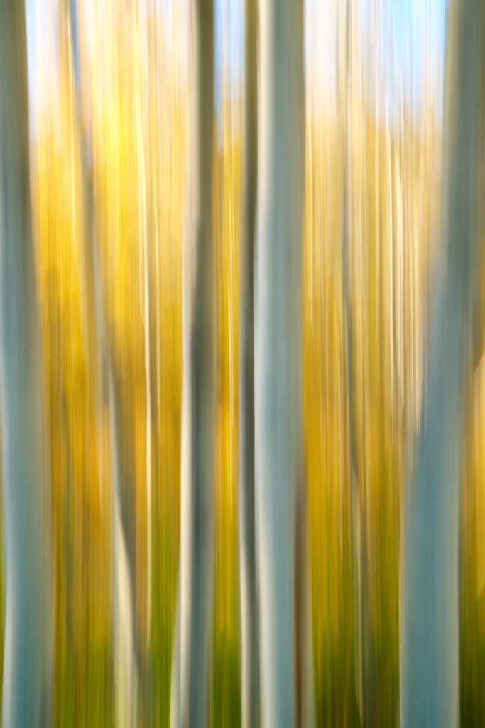 Intentional Camera Movement on trees in Grand Teton National Park