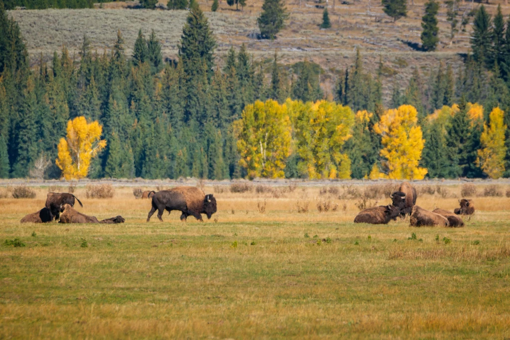 bison in Grand Teton National Park