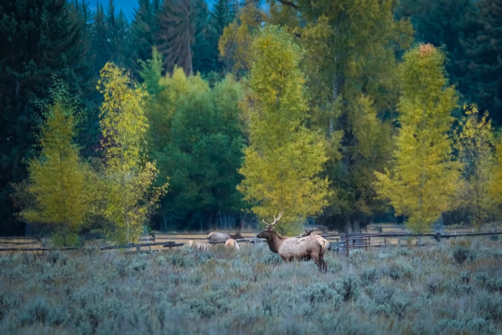 A bull elk stands in a field near Grand Teton National Park
