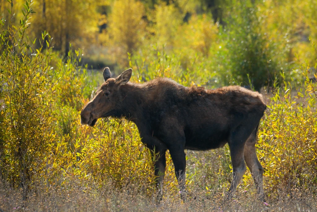 A moose munching on bushes in Grand Teton National Park