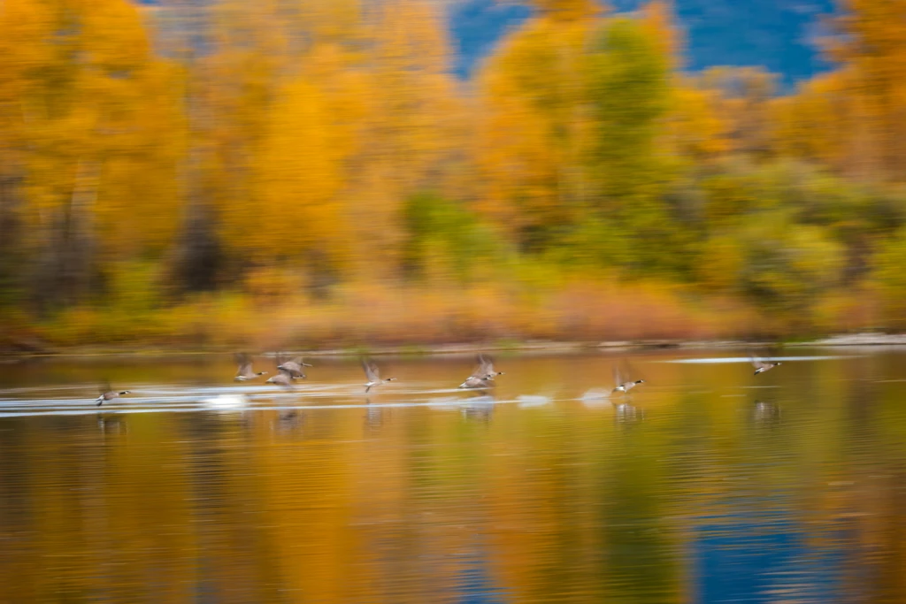 geese flying in motion near Grand Teton National Park