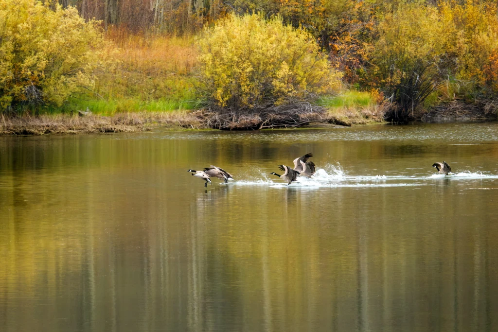 Geese landing on a pond in Grand Teton National Park
